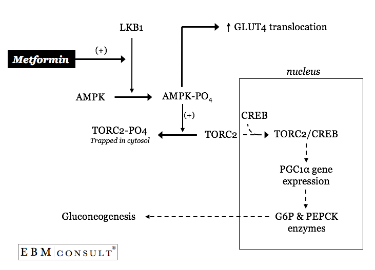 The Mechanism of Metformin's (Glucophage) Lowering Fasting Glucose